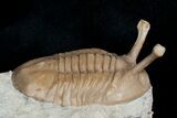 Stalked Eyed Asaphus Trilobite - #6464-2